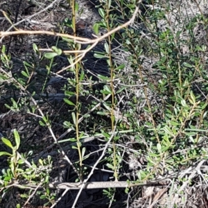 Bursaria spinosa at Queanbeyan West, NSW - 30 Aug 2020