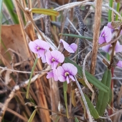 Hovea heterophylla (Common Hovea) at Queanbeyan West, NSW - 30 Aug 2020 by trevorpreston