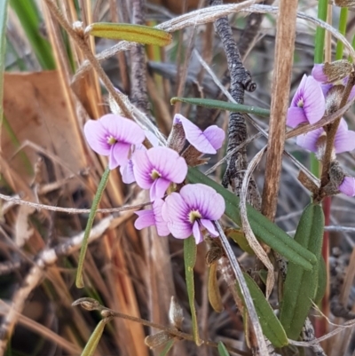 Hovea heterophylla (Common Hovea) at Bicentennial Park - 30 Aug 2020 by trevorpreston