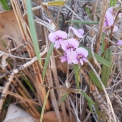 Hovea heterophylla at Queanbeyan West, NSW - 30 Aug 2020 01:00 PM