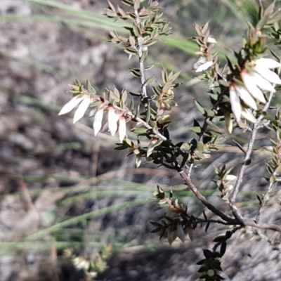 Leucopogon fletcheri subsp. brevisepalus (Twin Flower Beard-Heath) at Bicentennial Park - 30 Aug 2020 by trevorpreston