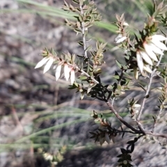 Leucopogon fletcheri subsp. brevisepalus (Twin Flower Beard-Heath) at Queanbeyan West, NSW - 30 Aug 2020 by tpreston