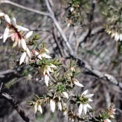 Leucopogon fletcheri subsp. brevisepalus at Queanbeyan West, NSW - 30 Aug 2020