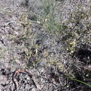 Styphelia fletcheri subsp. brevisepala at Queanbeyan West, NSW - 30 Aug 2020