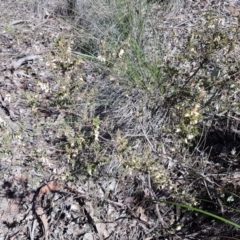 Leucopogon fletcheri subsp. brevisepalus at Queanbeyan West, NSW - 30 Aug 2020