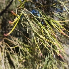 Exocarpos cupressiformis (Cherry Ballart) at Queanbeyan West, NSW - 30 Aug 2020 by tpreston