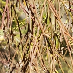 Exocarpos cupressiformis at Queanbeyan West, NSW - 30 Aug 2020 12:58 PM