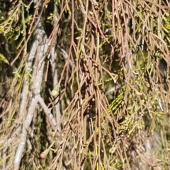 Exocarpos cupressiformis at Queanbeyan West, NSW - 30 Aug 2020