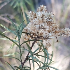 Cassinia quinquefaria (Rosemary Cassinia) at Queanbeyan West, NSW - 30 Aug 2020 by trevorpreston