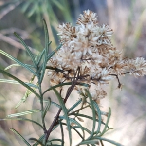 Cassinia quinquefaria at Queanbeyan West, NSW - 30 Aug 2020