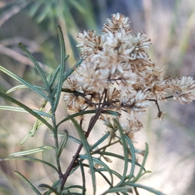 Cassinia quinquefaria (Rosemary Cassinia) at Queanbeyan West, NSW - 30 Aug 2020 by tpreston