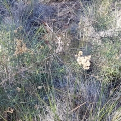 Cassinia quinquefaria at Queanbeyan West, NSW - 30 Aug 2020 12:55 PM