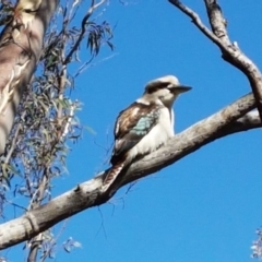 Dacelo novaeguineae (Laughing Kookaburra) at Bicentennial Park - 30 Aug 2020 by trevorpreston