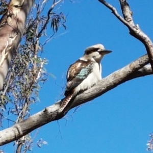 Dacelo novaeguineae at Queanbeyan West, NSW - 30 Aug 2020 12:50 PM