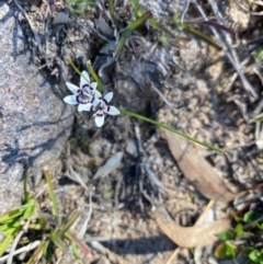 Wurmbea dioica subsp. dioica (Early Nancy) at Theodore, ACT - 29 Aug 2020 by Shazw