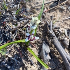 Wurmbea dioica subsp. dioica at Theodore, ACT - 30 Aug 2020