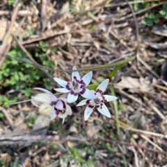 Wurmbea dioica subsp. dioica at Theodore, ACT - 30 Aug 2020