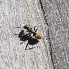 Camponotus aeneopilosus (A Golden-tailed sugar ant) at Cuumbeun Nature Reserve - 30 Aug 2020 by tpreston
