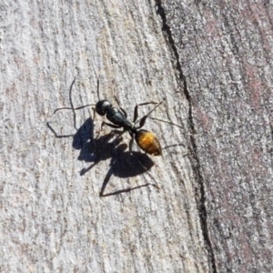 Camponotus aeneopilosus at Carwoola, NSW - 30 Aug 2020