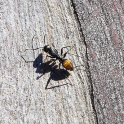 Camponotus aeneopilosus (A Golden-tailed sugar ant) at Carwoola, NSW - 30 Aug 2020 by trevorpreston