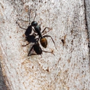 Camponotus aeneopilosus at Carwoola, NSW - 30 Aug 2020