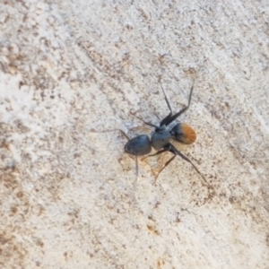 Camponotus aeneopilosus at Carwoola, NSW - 30 Aug 2020