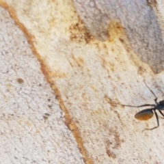 Camponotus aeneopilosus at Carwoola, NSW - 30 Aug 2020