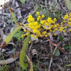 Acacia pycnantha (Golden Wattle) at Carwoola, NSW - 30 Aug 2020 by trevorpreston