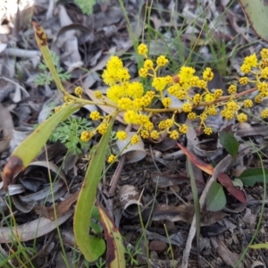 Acacia pycnantha at Carwoola, NSW - 30 Aug 2020