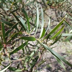 Acacia pycnantha at Carwoola, NSW - 30 Aug 2020