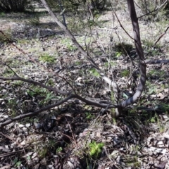 Acacia pycnantha at Carwoola, NSW - 30 Aug 2020 12:33 PM