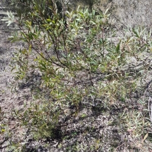 Acacia pycnantha at Carwoola, NSW - 30 Aug 2020