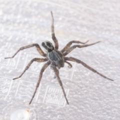 Lycosidae (family) (Wolf spider) at Higgins, ACT - 30 Aug 2020 by AlisonMilton