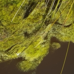 Alga / Cyanobacterium at Carwoola, NSW - 30 Aug 2020 by trevorpreston