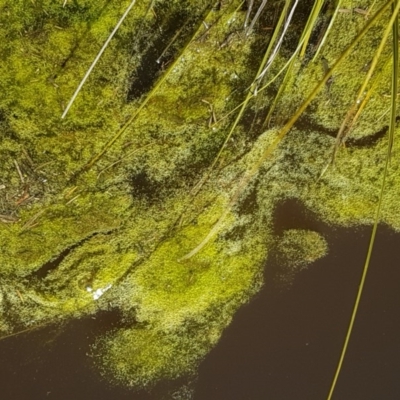 Alga / Cyanobacterium at Cuumbeun Nature Reserve - 30 Aug 2020 by tpreston