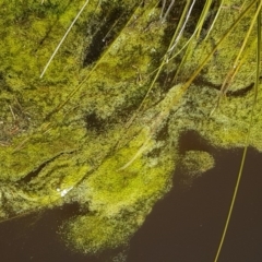 alga / cyanobacterium at Cuumbeun Nature Reserve - 30 Aug 2020 by tpreston