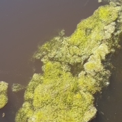 Alga / Cyanobacterium at Carwoola, NSW - 30 Aug 2020