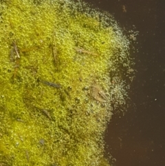 Alga / Cyanobacterium at Carwoola, NSW - 30 Aug 2020