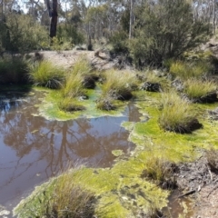 Alga / Cyanobacterium at Carwoola, NSW - 30 Aug 2020