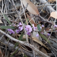 Hovea heterophylla (Common Hovea) at Carwoola, NSW - 30 Aug 2020 by trevorpreston