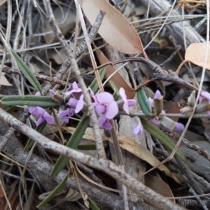 Hovea heterophylla at Carwoola, NSW - 30 Aug 2020