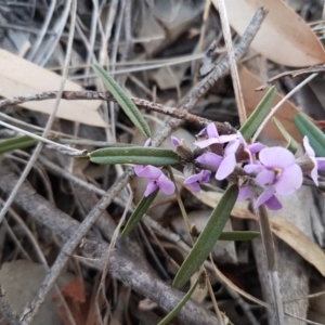 Hovea heterophylla at Carwoola, NSW - 30 Aug 2020 12:21 PM