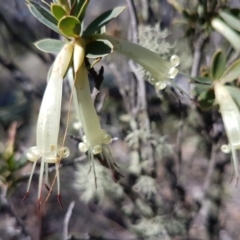 Styphelia triflora (Five-corners) at Carwoola, NSW - 30 Aug 2020 by tpreston