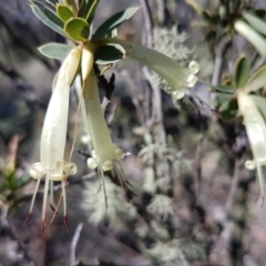 Styphelia triflora (Five-corners) at Cuumbeun Nature Reserve - 30 Aug 2020 by tpreston