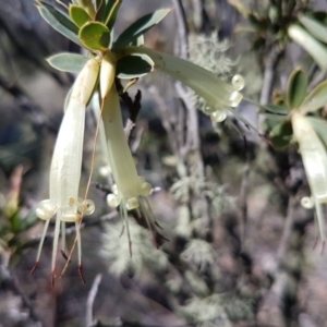 Styphelia triflora at Carwoola, NSW - 30 Aug 2020