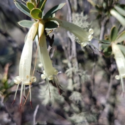 Styphelia triflora (Five-corners) at Cuumbeun Nature Reserve - 30 Aug 2020 by tpreston