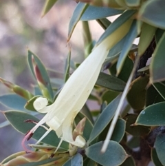 Styphelia triflora at Carwoola, NSW - 30 Aug 2020