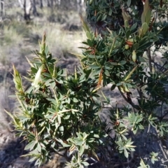 Styphelia triflora at Carwoola, NSW - 30 Aug 2020
