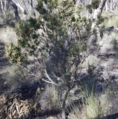 Styphelia triflora at Carwoola, NSW - 30 Aug 2020 12:11 PM