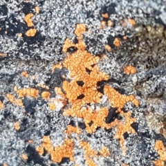 Caloplaca sp. (Firedot Lichen) at Carwoola, NSW - 30 Aug 2020 by trevorpreston